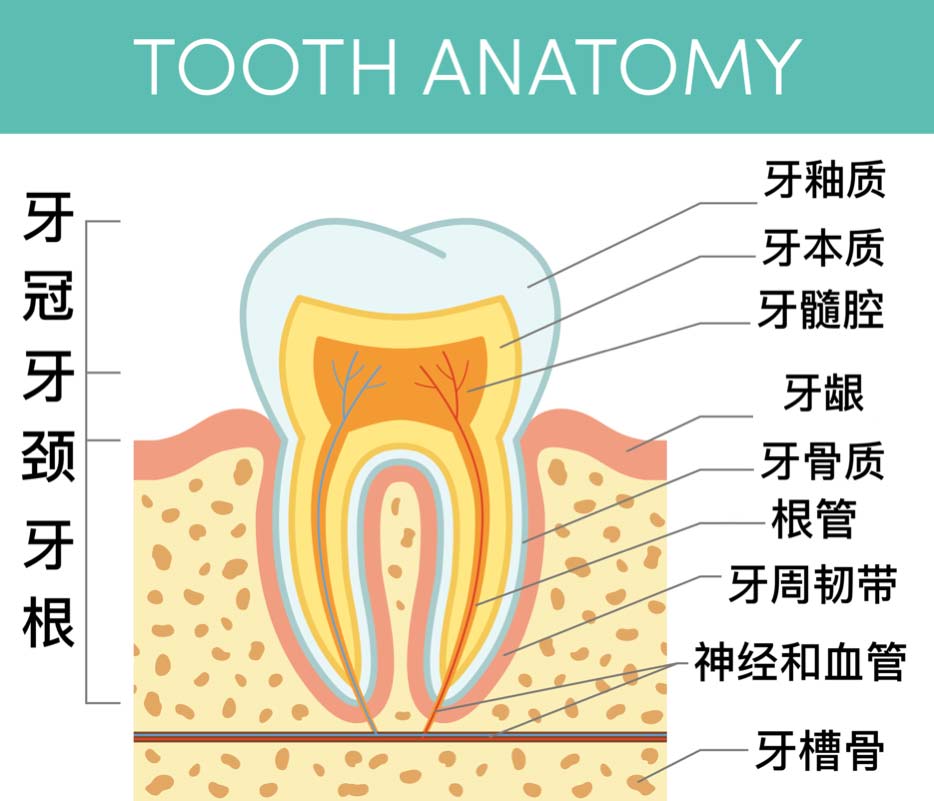 Root-Canal-chinese
